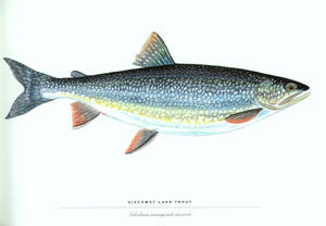 Siscowet Lake Trout Wallpaper