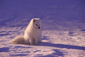 Sitting Baby Arctic Fox Wallpaper