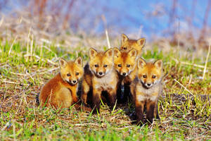 Sitting Baby Foxes Wallpaper