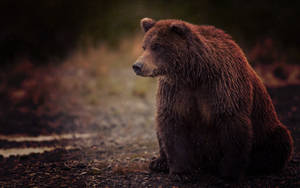Sitting Grizzly Bear Wallpaper