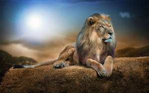 Sitting Lion Laptop Wallpaper