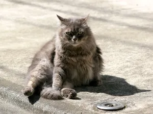 Sitting Siberian Cat Wallpaper