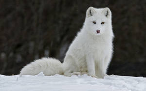 Sitting Wild Arctic Fox Wallpaper