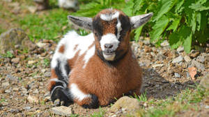 Sitting Young Brown And White Goat Kid Wallpaper