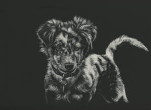 Sketch Of Black And White Dog Wallpaper