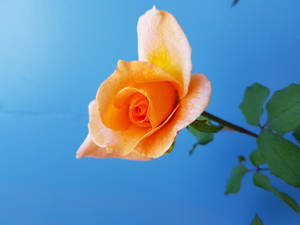 Sky And Yellow Rose Flower Wallpaper