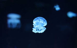 Sky Blue Animated Jellyfish Wallpaper