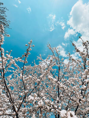Sky Hd With Cherry Blossoms Wallpaper
