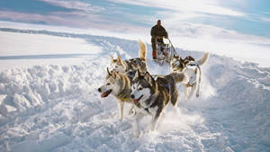 Sledding With Huskies Wallpaper