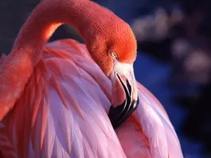Sleeping American Flamingo Wallpaper