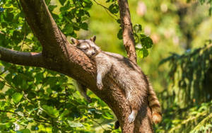 Sleeping Baby Raccoon Wallpaper