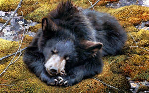 Sleeping Black Bear Wallpaper