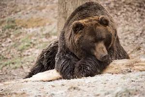 Sleeping Brown Bear Wallpaper