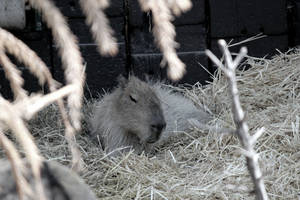 Sleeping Capybara On Hay Wallpaper