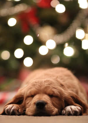 Sleeping Christmas Dog Wallpaper