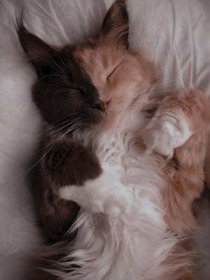 Sleeping Cute Cat Aesthetic Wallpaper