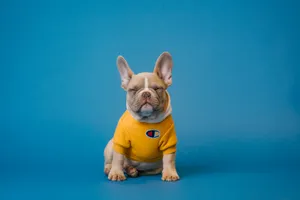 Sleeping Dog French Bulldog Wallpaper