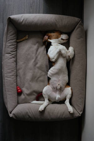 Sleeping Dog On Its Bed Wallpaper