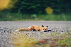 Sleeping Fox On Road Wallpaper
