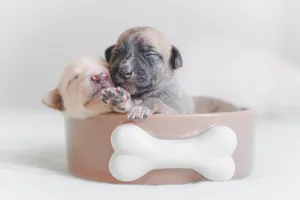 Sleeping Puppies On Bowl Wallpaper