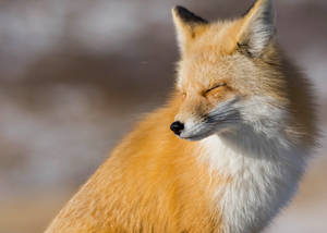 Sleeping Sakhalin Fox Wallpaper