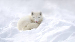 Sleeping White Arctic Fox Wallpaper