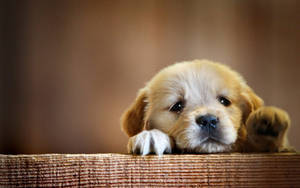 Sleepy Puppy Restingon Wood Wallpaper