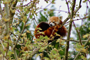 Sleepy Red Panda On Tree Wallpaper
