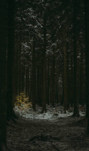 Slender Tree Trunks Dark Forest Wallpaper