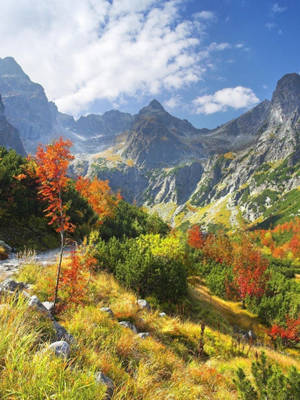 Slovakia Plants And Mountain Wallpaper