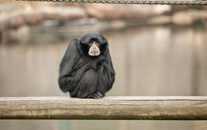 Small Black Gibbon Crouching Wallpaper