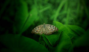 Small Brown Aesthetic Butterly Wallpaper