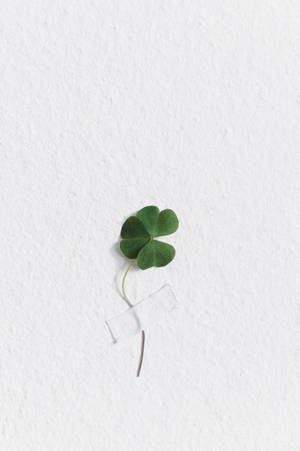 Small Clover On White Background Wallpaper