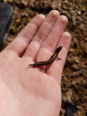 Small Cute Brown Ground Skink Wallpaper