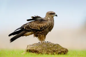 Small Eagle On Rock Wallpaper
