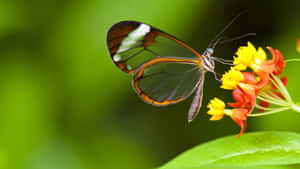 Small Flowers And Butterflies Transparent Wings Wallpaper