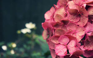 Small Hydrangea Pink Flower Wallpaper