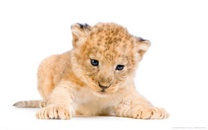 Small Lion Cub Wallpaper