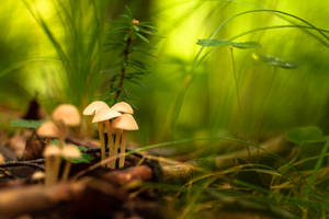 Small Mushrooms Focus Wallpaper
