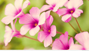 Small Pink Spring Flowers Wallpaper