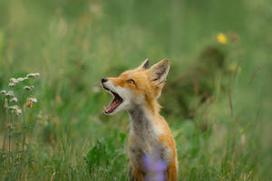 Small Sakhalin Fox With Open Jaw Wallpaper