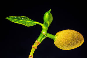 Small Unripe Jackfruit Wallpaper