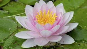 Small White Water Lily Wallpaper
