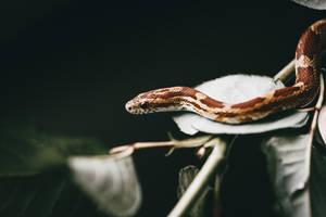 Small Wild Animal Snake On A Leaf Wallpaper