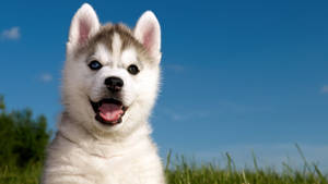 Smiling Husky Puppy Blue Sky Wallpaper