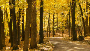 Smithsonian Forest Road Wallpaper