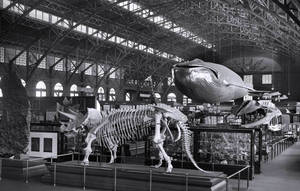 Smithsonian Museum Greyscale Wallpaper