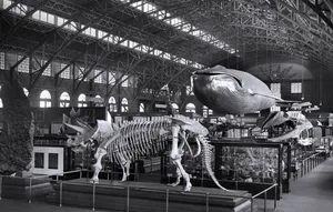 Smithsonian Museum Greyscale Wallpaper