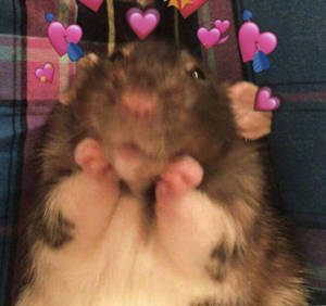 Smitten Hamster Meme Wallpaper