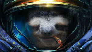 Smoking Sloth Poster Wallpaper